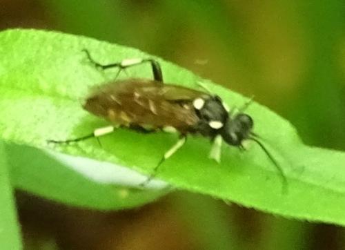 Réf. 184 002 : Macrophya duodecimpunctata